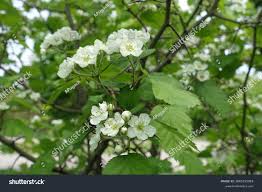 Attēlu rezultāti vaicājumam “Crataegus submollis flower”