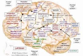 Image result for map of the brain