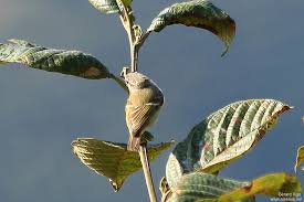 Image result for Phylloscopus humei