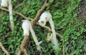 Image result for ギンリョウソウ