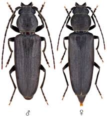 Attēlu rezultāti vaicājumam “Criocephalus rusticus”