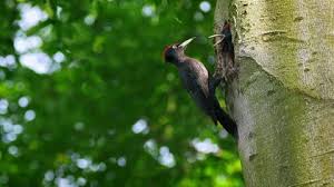 Attēlu rezultāti vaicājumam “Dryocopus martius nest”