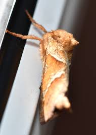Attēlu rezultāti vaicājumam “Hepialus sylvina female”