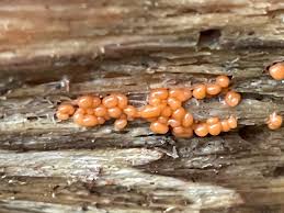 Attēlu rezultāti vaicājumam “Ophiotheca chrysosperma macro”