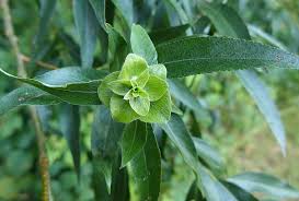 Attēlu rezultāti vaicājumam “Rhabdophaga rosaria”