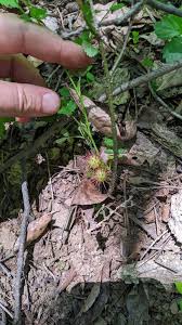 Attēlu rezultāti vaicājumam “Diplolepis bicolor”