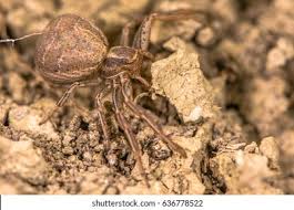 Attēlu rezultāti vaicājumam “Xysticus bifasciatus”