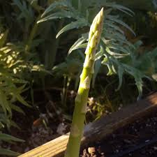 Attēlu rezultāti vaicājumam “Asparagus officinalis leaf”