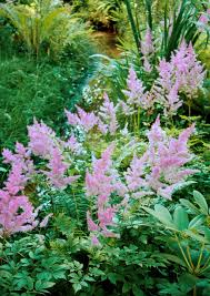 Image result for Astilbe