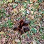 Attēlu rezultāti vaicājumam “Lilium martagon fruit”