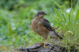 Attēlu rezultāti vaicājumam “Accipiter nisus male”