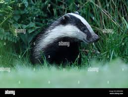 Attēlu rezultāti vaicājumam “Meles meles adult”