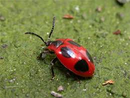 Attēlu rezultāti vaicājumam “Endomychus coccineus”
