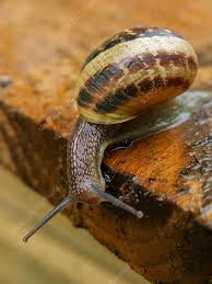 Attēlu rezultāti vaicājumam “Cepaea nemoralis”