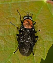 Attēlu rezultāti vaicājumam “Clitellaria ephippium”