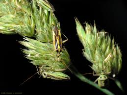 Attēlu rezultāti vaicājumam “Stenotus binotatus male”