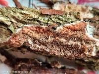 Attēlu rezultāti vaicājumam “Gloeoporus taxicola”