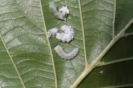 Attēlu rezultāti vaicājumam “Eriocampa ovata”