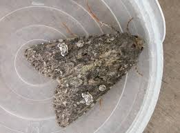 Attēlu rezultāti vaicājumam “Mamestra brassicae”