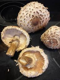 Attēlu rezultāti vaicājumam “Inonotus rheades”