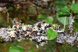 Attēlu rezultāti vaicājumam “Cetrelia sp.”