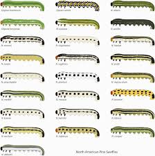 Attēlu rezultāti vaicājumam “larva”