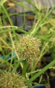 Attēlu rezultāti vaicājumam “Oenanthe aquatica flower”