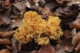 Image result for Ramaria flavoides