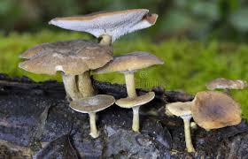 Attēlu rezultāti vaicājumam “Polyporus brumalis”