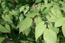 Attēlu rezultāti vaicājumam “Epimedium alpinum”