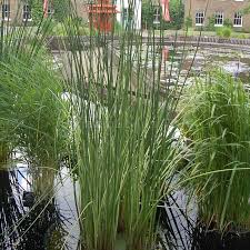 Attēlu rezultāti vaicājumam “Schoenoplectus lacustris subsp. glaucus”