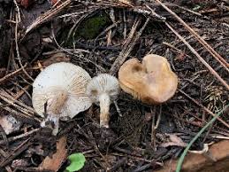 Image result for Melanoleuca rasilis var. pseudoluscina