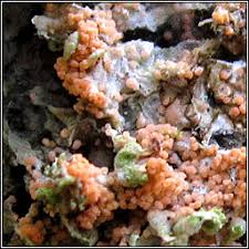 Attēlu rezultāti vaicājumam “Erythricium aurantiacum”