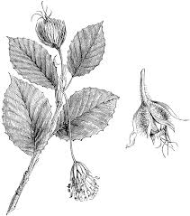 Attēlu rezultāti vaicājumam “Fagus sylvatica fo. purpurea female flower”
