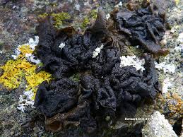 Attēlu rezultāti vaicājumam “Collema”