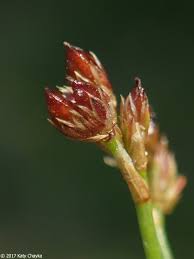 Attēlu rezultāti vaicājumam “Juncus articulatus”