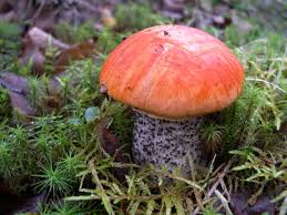 Attēlu rezultāti vaicājumam “Leccinum versipelle”