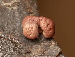 Attēlu rezultāti vaicājumam “Diderma hemisphaericum spores”