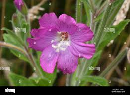 Attēlu rezultāti vaicājumam “Epilobium roseum flower”