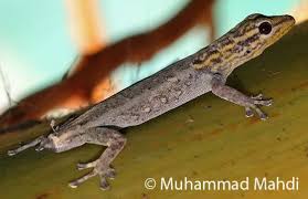 Attēlu rezultāti vaicājumam “Lycogala persicum young”