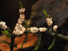 Attēlu rezultāti vaicājumam “Diderma deplanatum”