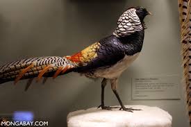 Image result for Chrysolophus amherstiae