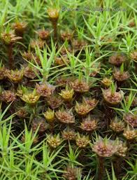 Attēlu rezultāti vaicājumam “Polytrichum commune var. perigoniale”