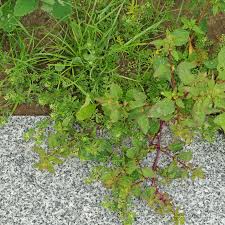 Attēlu rezultāti vaicājumam “Enteridium liceoides young”