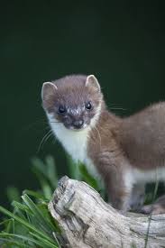 Attēlu rezultāti vaicājumam “Mustela erminea adult”