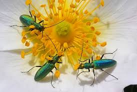 Attēlu rezultāti vaicājumam “Chrysanthia viridissima”