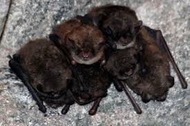 Attēlu rezultāti vaicājumam “Myotis sp.”