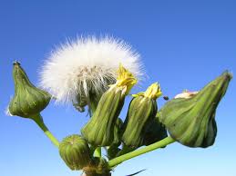 Attēlu rezultāti vaicājumam “Sonchus oleraceus bud”