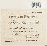 Attēlu rezultāti vaicājumam “Didymodon fallax var. brevifolius”