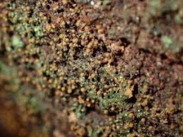 Attēlu rezultāti vaicājumam “Phleogena faginea”